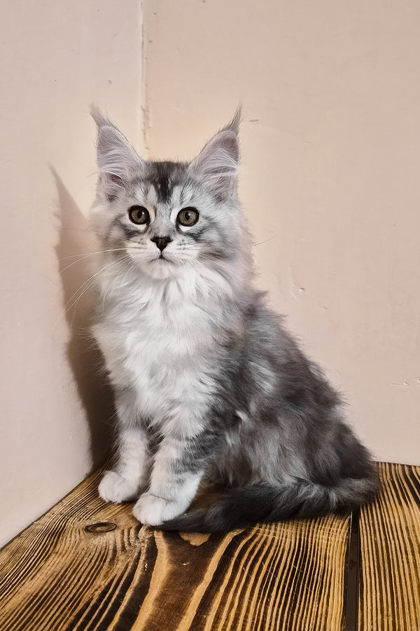 Naomi | Maine Coon Kitten