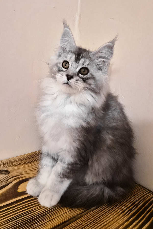 Naomi | Maine Coon Kitten