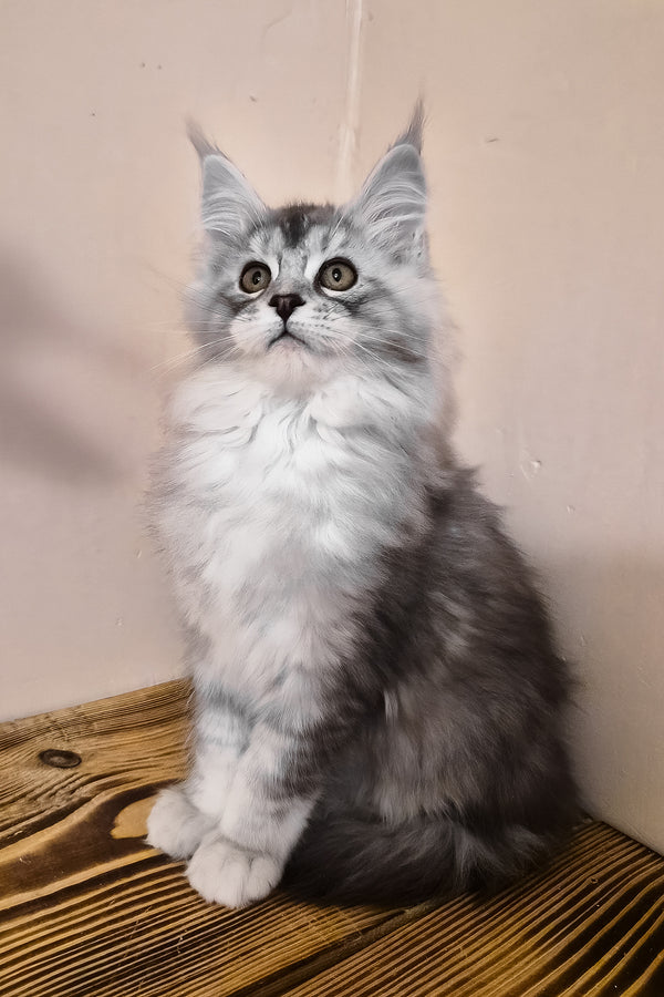 Naomi | Maine Coon Kitten