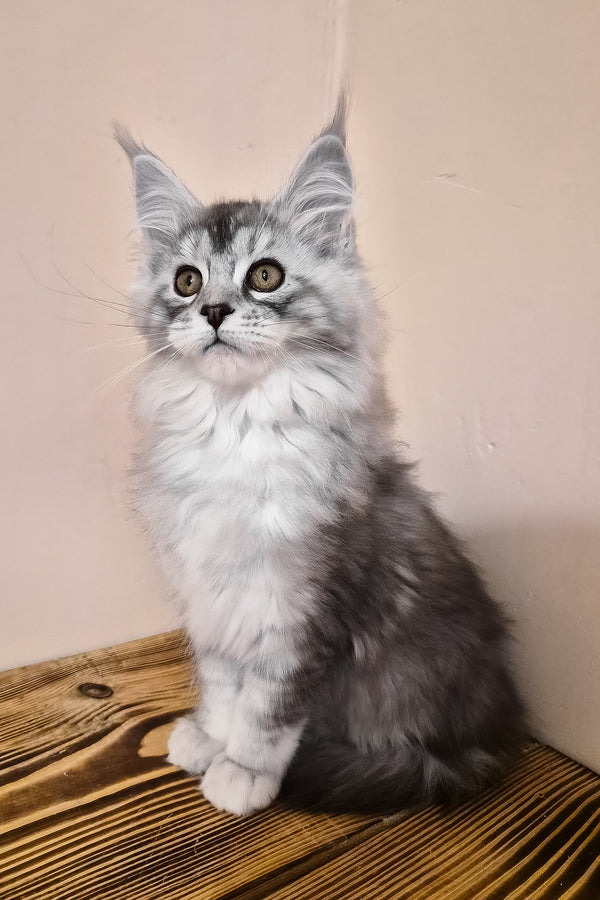Naomi | Maine Coon Kitten