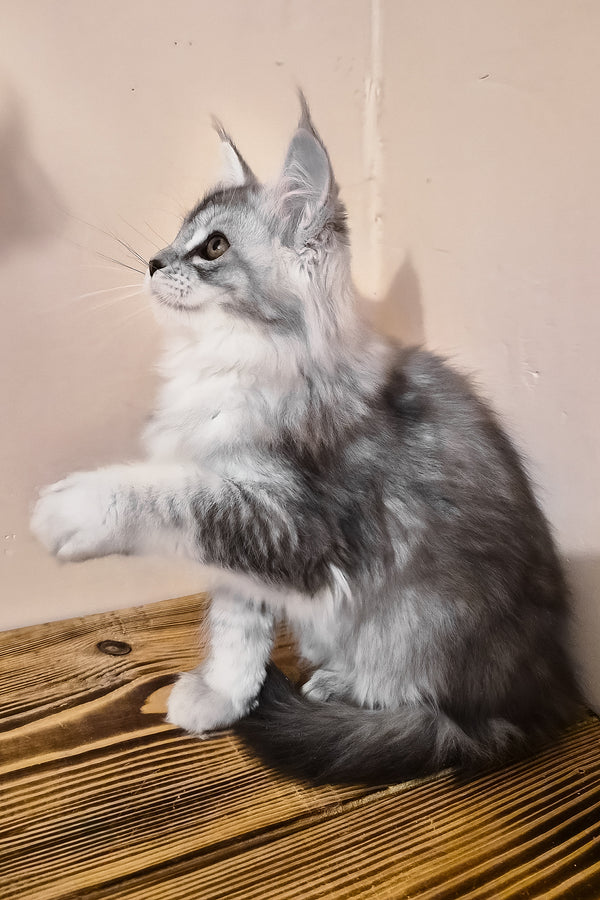 Naomi | Maine Coon Kitten