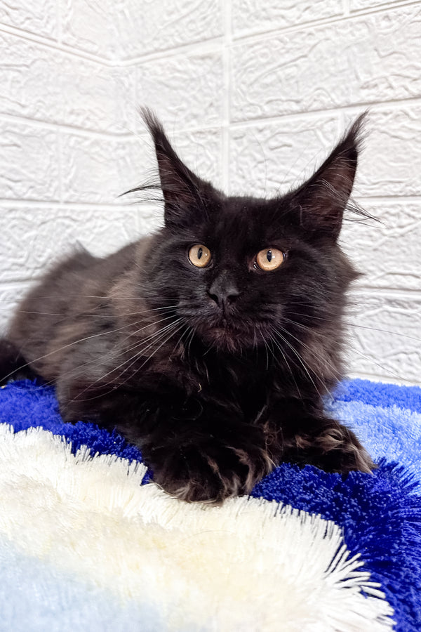 Night | Polydactyl Maine Coon