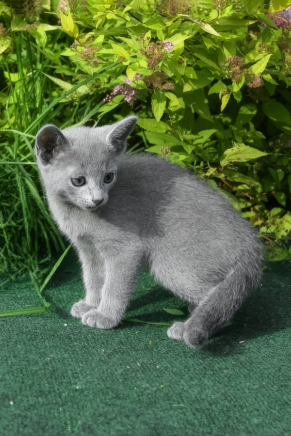 Nika | Russian Blue Kitten