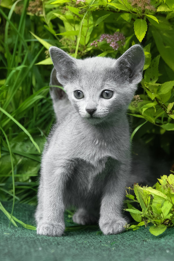 Nika | Russian Blue Kitten