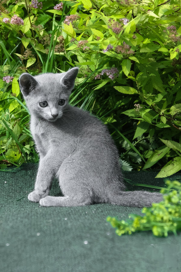 Nika | Russian Blue Kitten
