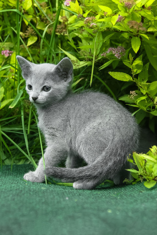 Nika | Russian Blue Kitten