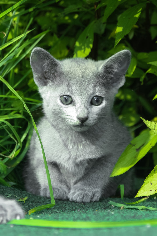 Nika | Russian Blue Kitten