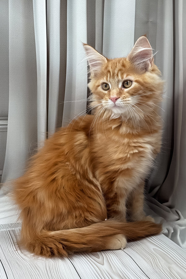 Niko | Maine Coon Kitten