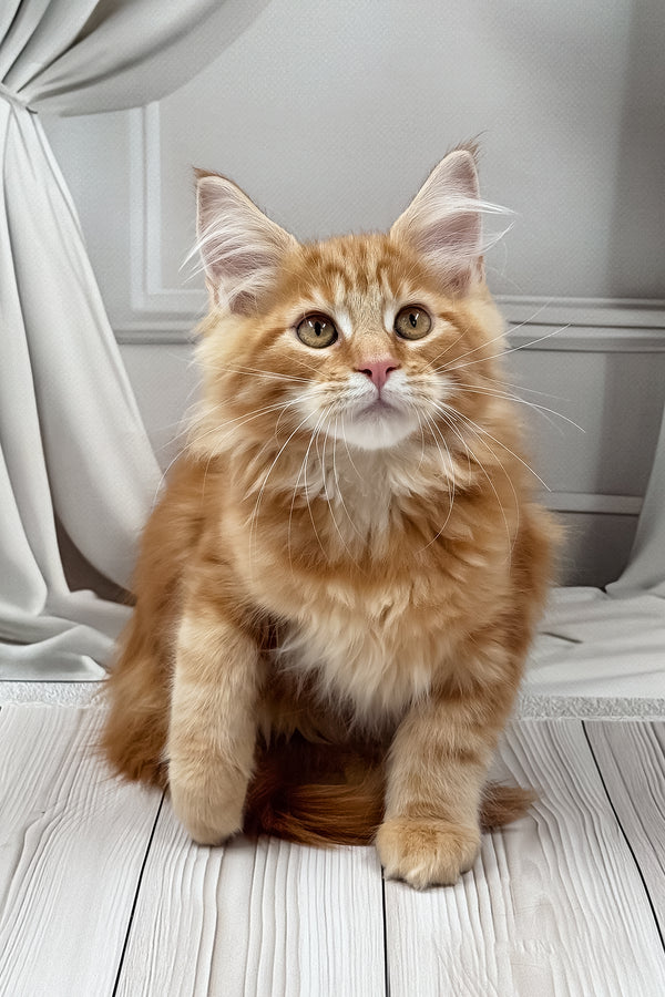 Niko | Maine Coon Kitten