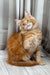 Niko | Maine Coon Kitten