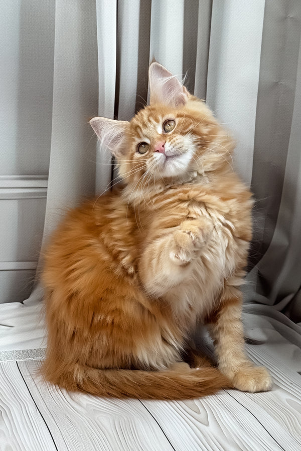 Niko | Maine Coon Kitten