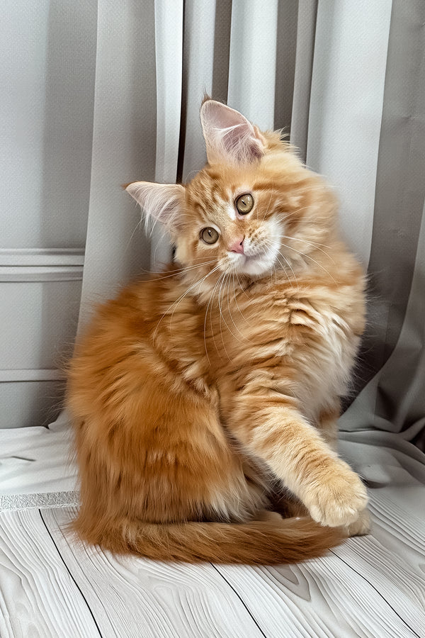 Niko | Maine Coon Kitten