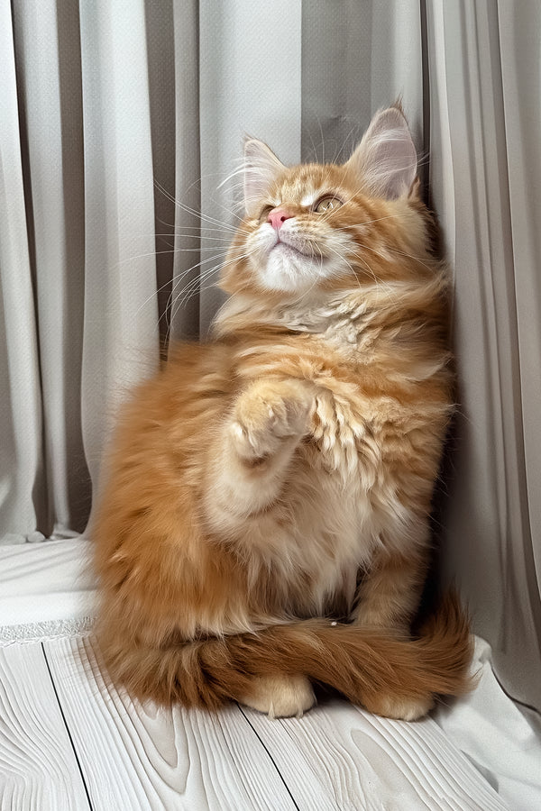 Niko | Maine Coon Kitten