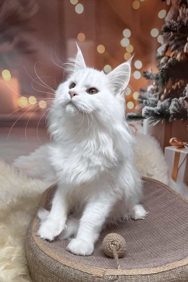 Nura | Maine Coon Kitten