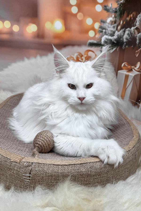 Nura | Maine Coon Kitten