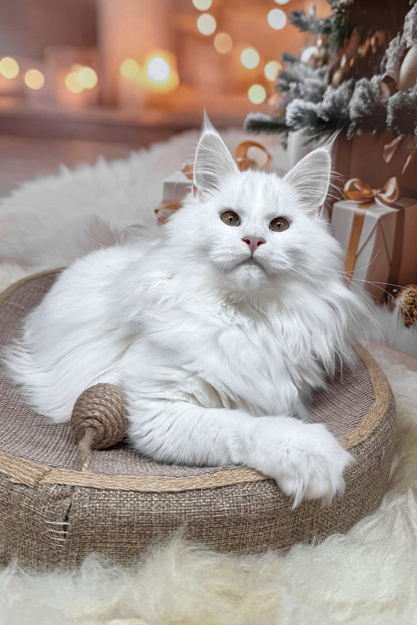 Nura | Maine Coon Kitten