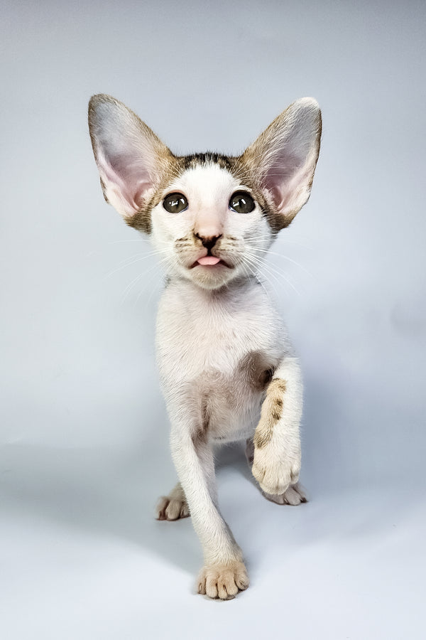 Ophelia | Oriental Shorthair Kitten
