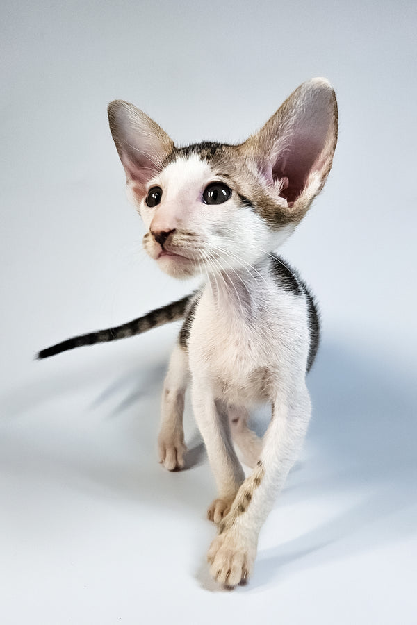 Ophelia | Oriental Shorthair Kitten