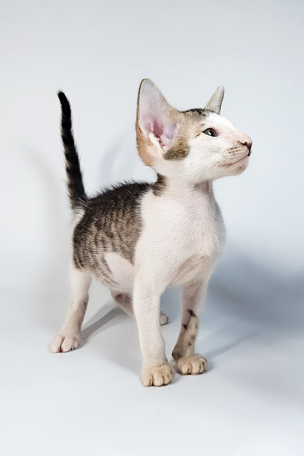 Ophelia | Oriental Shorthair Kitten