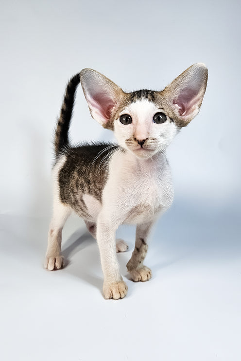 Ophelia | Oriental Shorthair Kitten