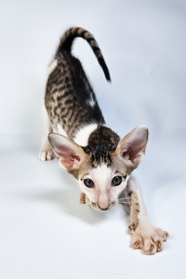 Ophelia | Oriental Shorthair Kitten