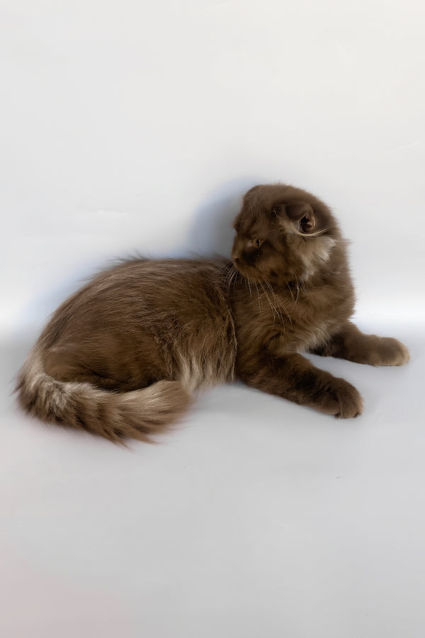 Paolo | Scottish Fold Longhair Kitten