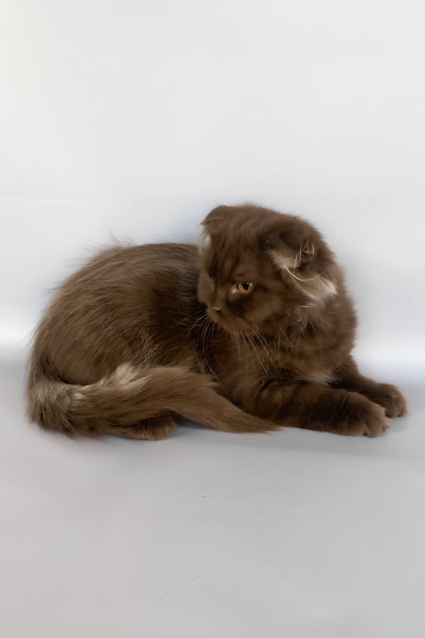 Paolo | Scottish Fold Longhair Kitten