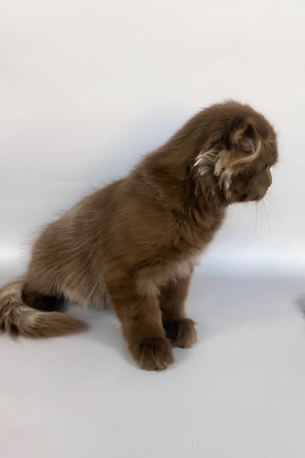 Paolo | Scottish Fold Longhair Kitten
