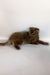 Paolo | Scottish Fold Longhair Kitten