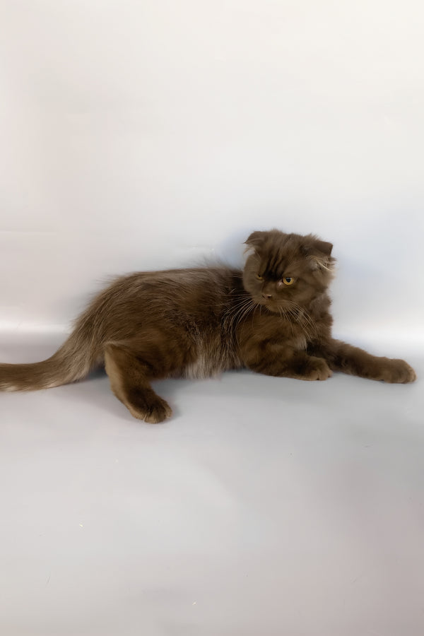 Paolo | Scottish Fold Longhair Kitten
