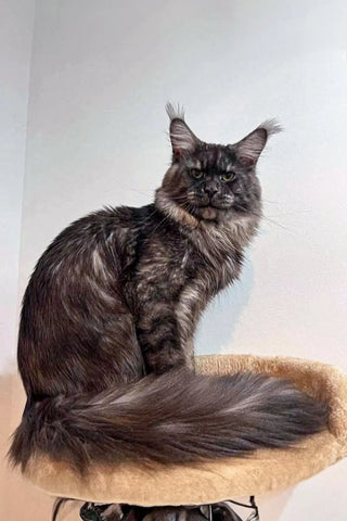 Rony | Maine Coon Kitten