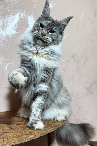 Rony | Maine Coon Kitten