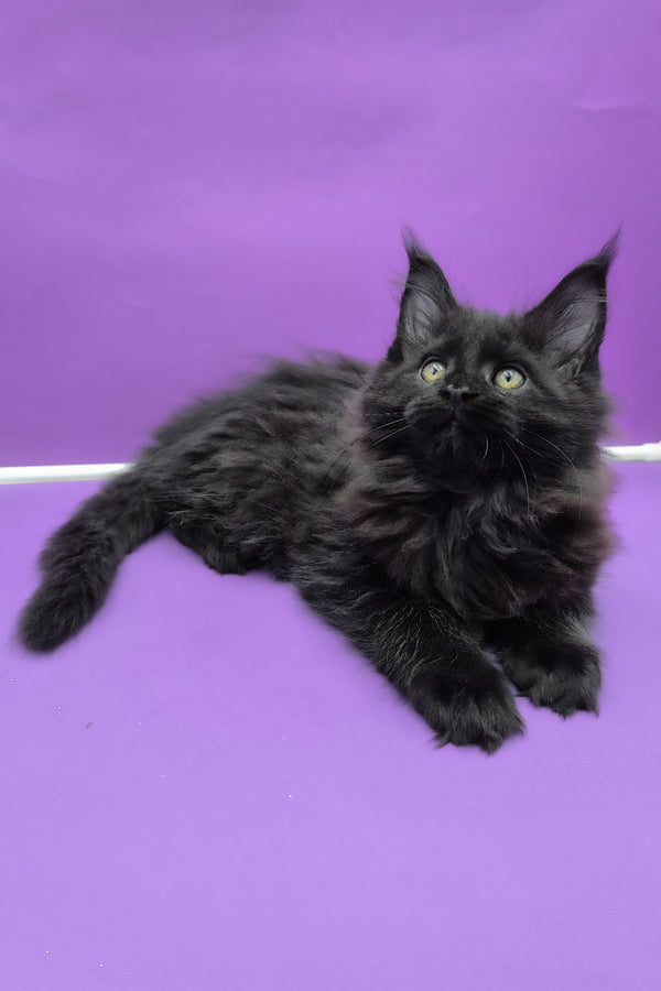 Quich | Maine Coon Kitten