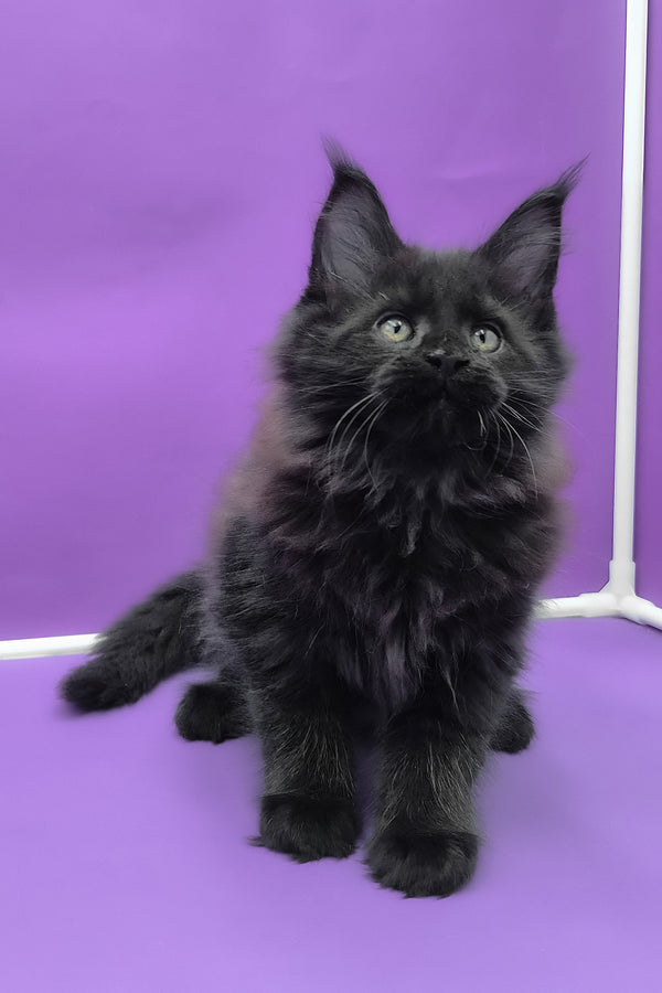 Quich | Maine Coon Kitten