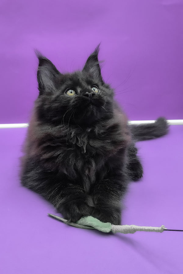 Quich | Maine Coon Kitten