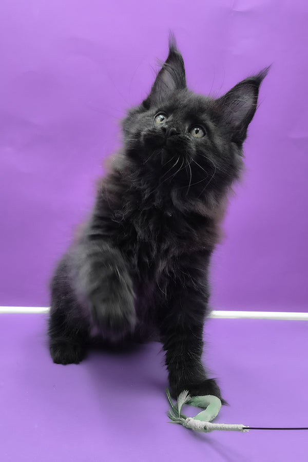 Quich | Maine Coon Kitten