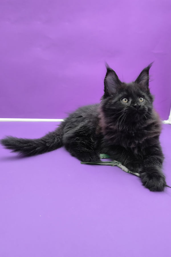 Quich | Maine Coon Kitten
