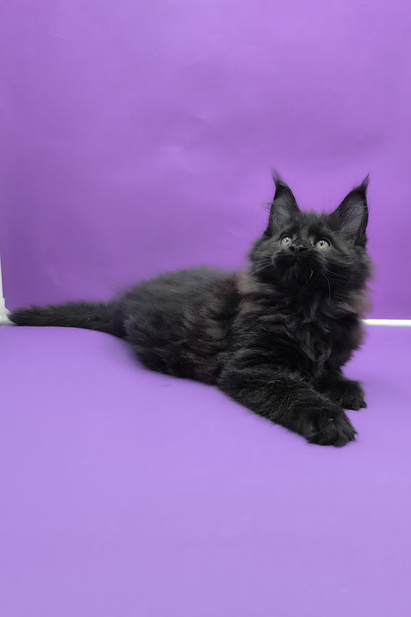 Quich | Maine Coon Kitten