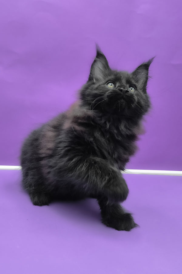 Quich | Maine Coon Kitten