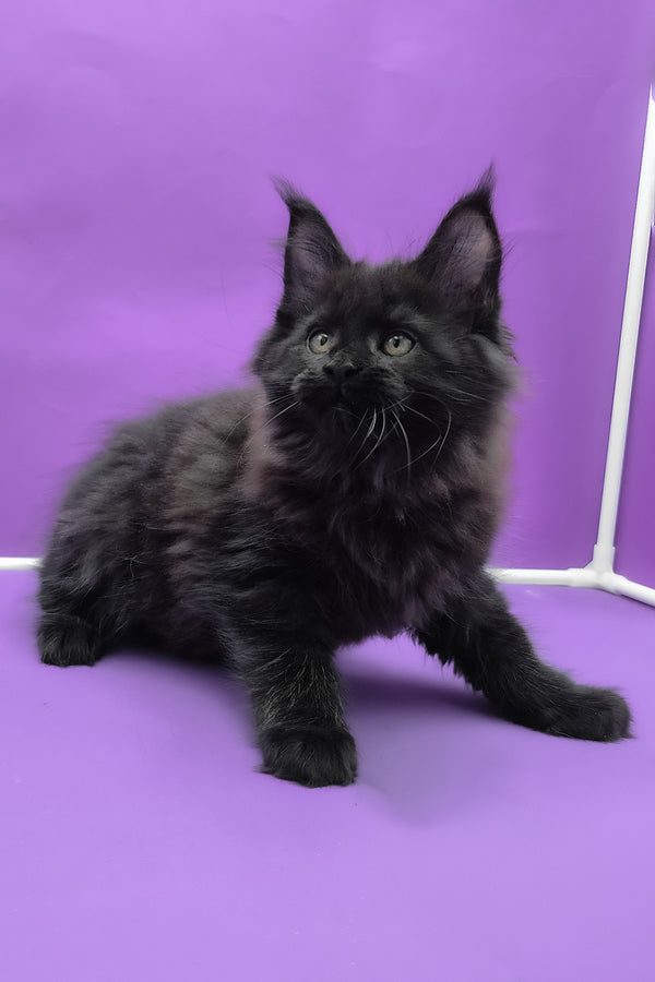 Quich | Maine Coon Kitten