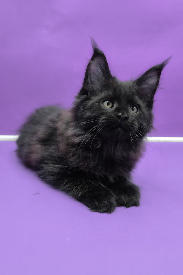 Quich | Maine Coon Kitten