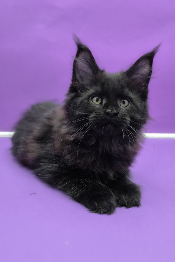 Quich | Maine Coon Kitten