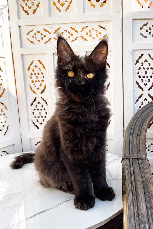 Sana | Maine Coon Kitten