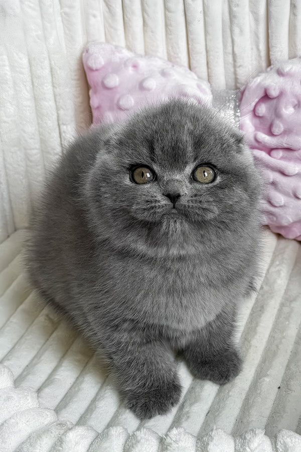 Sansa | Scottish Fold Kitten