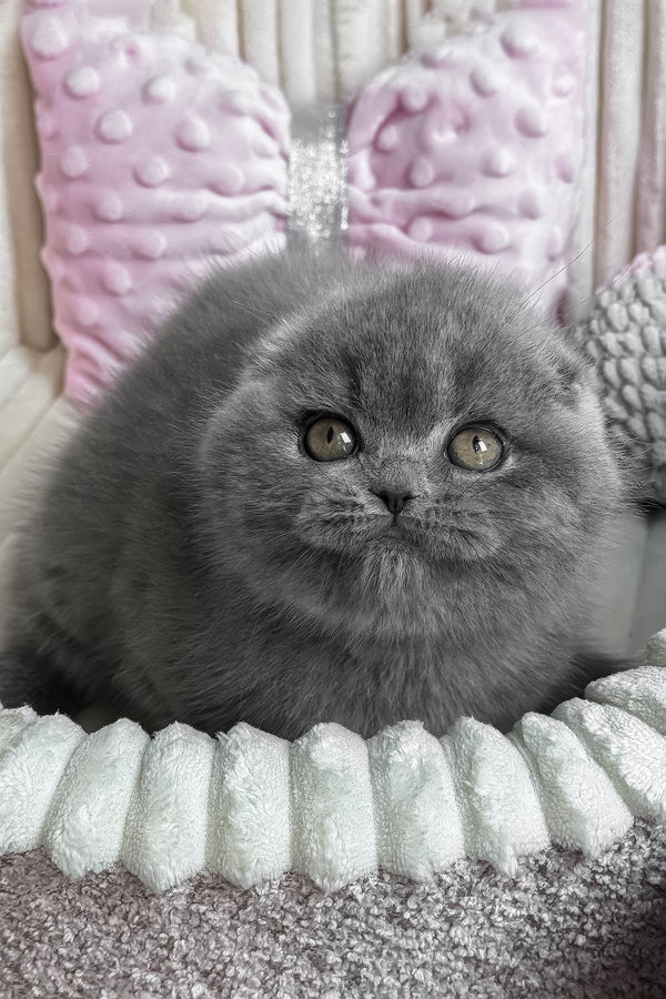 Sansa | Scottish Fold Kitten