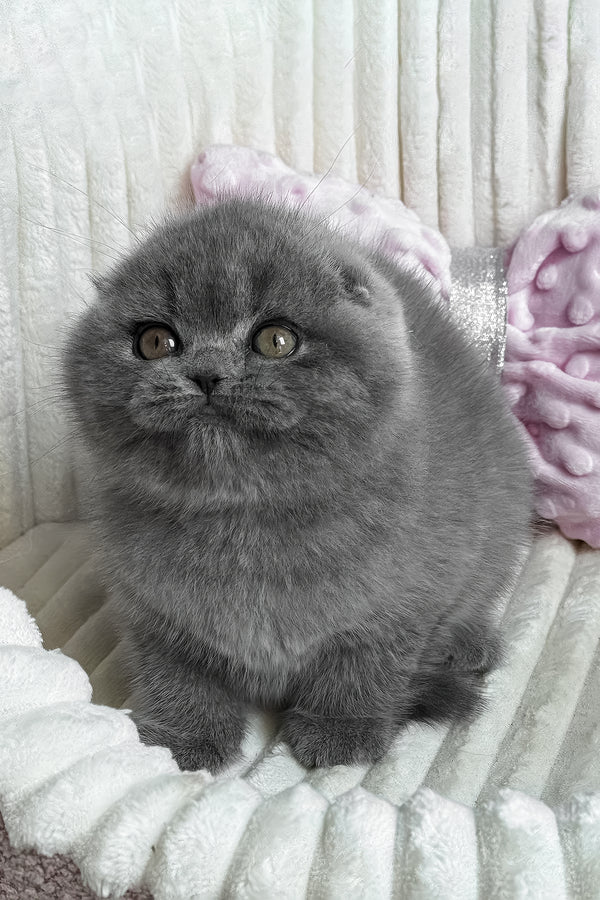 Sansa | Scottish Fold Kitten