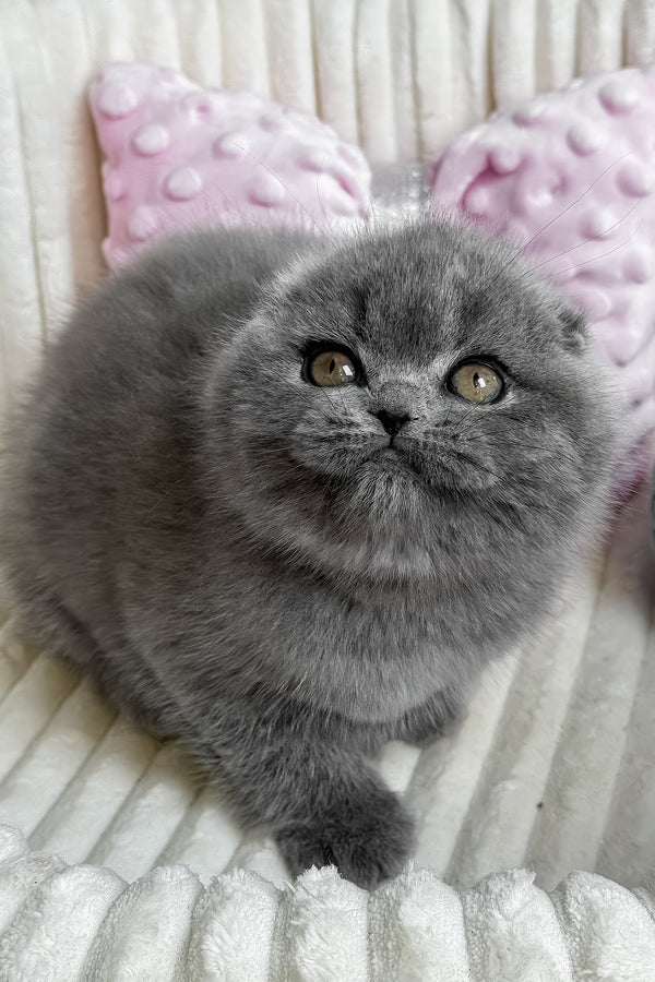 Sansa | Scottish Fold Kitten