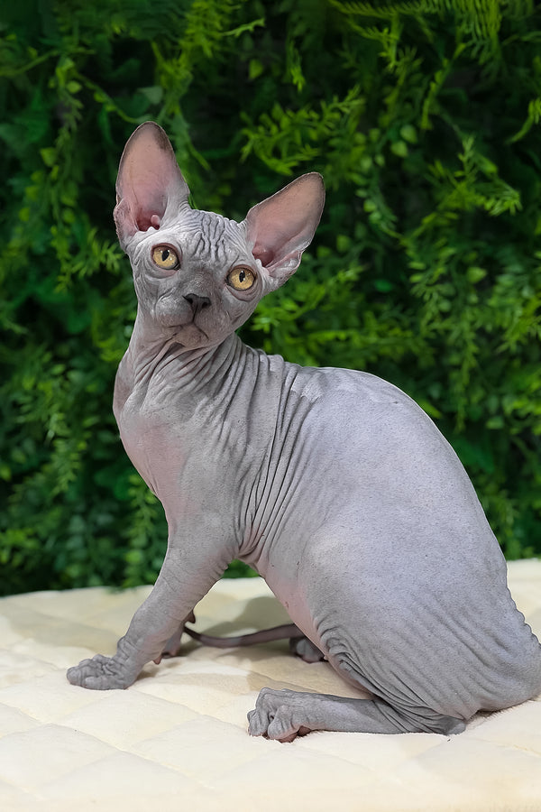 Standart | Canadian Sphynx Kitten