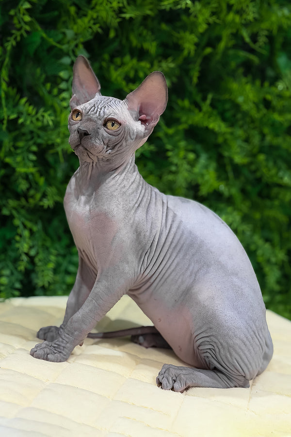 Standart | Canadian Sphynx Kitten