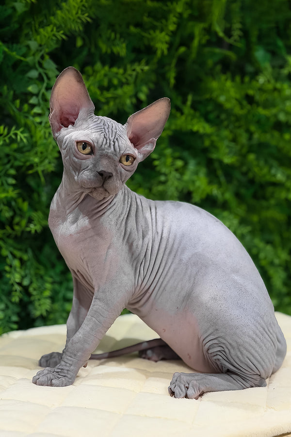 Standart | Canadian Sphynx Kitten